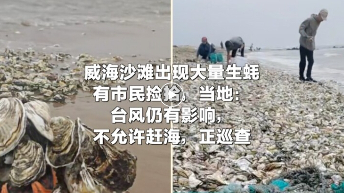 山东威海沙滩出现大量生蚝，有人称捡了两袋，当地：台风仍有影响，不允许赶海