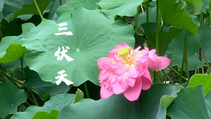 热辣辣！刚刚，上海发布高温黄色预警…明日入伏，今年“三伏天”长达40天！