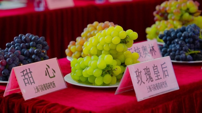 马陆葡萄已上市！上半年阴雨天多，今年葡萄甜吗？
