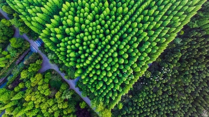 森林47.79万亩！持续植绿，崇明把生态酿成最美民生底色