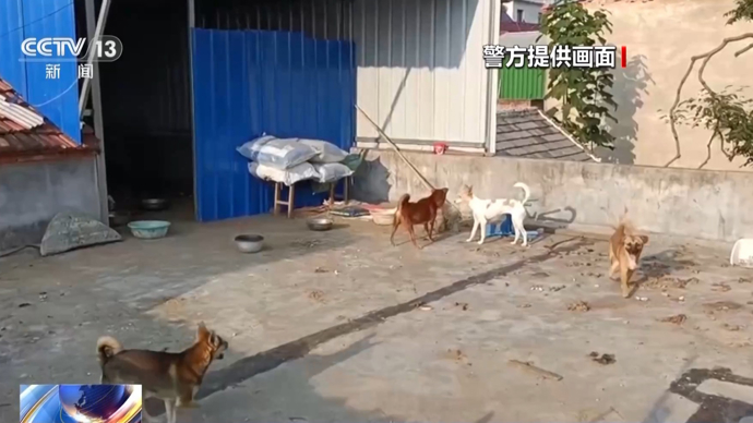 骗250万善款仅3000元用在狗身上，起底流浪动物网络救助骗局