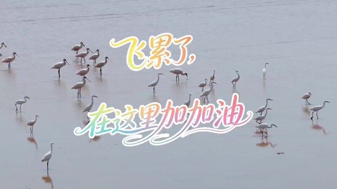 飞累了，在这里加加油，走进“魔都”里的鸟儿打卡地