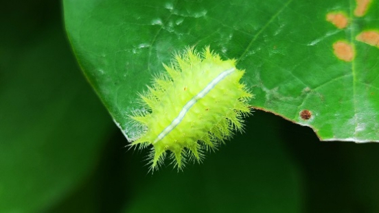 风雨过后上海冒出大量“彩色糖豆”，专家：别手欠