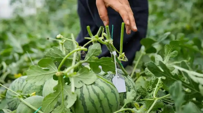 河南西瓜滞销，长三角爱心采购，但助农不能只靠爱心救场