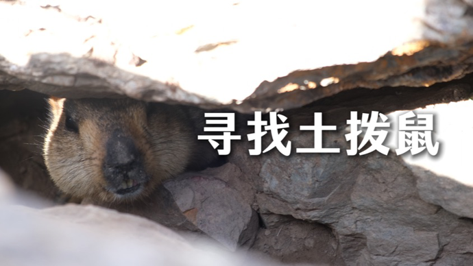 视频｜在巴尔斯雪山脚下的草甸区，怎么找到一只土拨鼠？