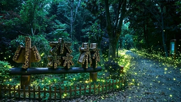 仲夏夜，去乡村追一束光｜新民随笔