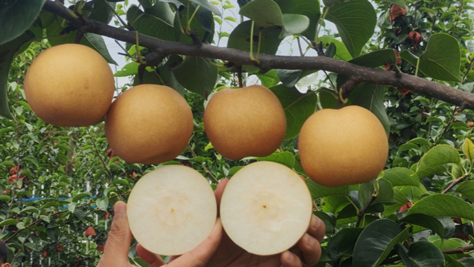 夏季水果上新！早熟褐皮梨“三剑客”到齐，从7月吃到8月不断档