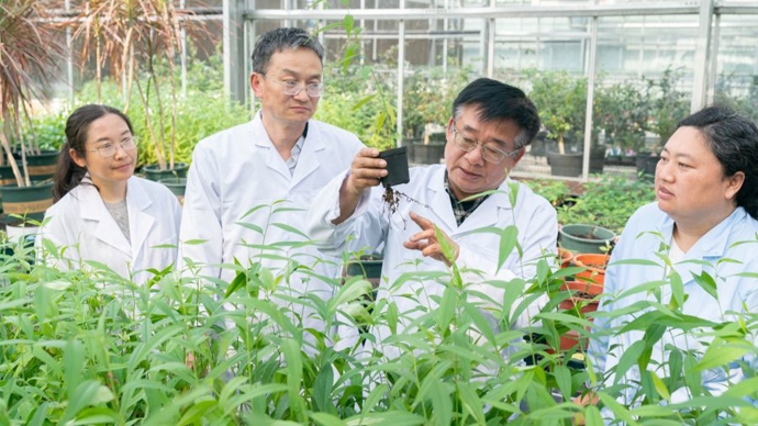 一枚上海桃，何以带动千亿产业？