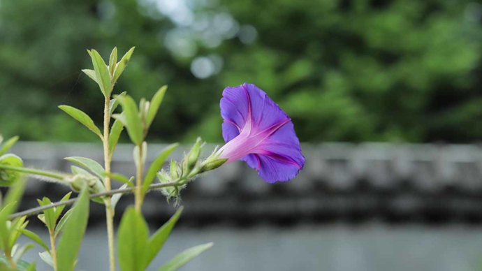 给大先生的一封信｜郁佳莉：牵牛花开在缝隙里