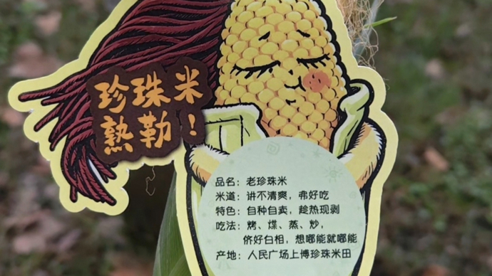 上博特产珍珠米又熟了！小侬带你沉浸式掰玉米！口味难以描述，但很上头？