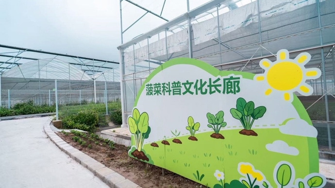 校企在沪联手“揭榜”，攻克菠菜种源难关