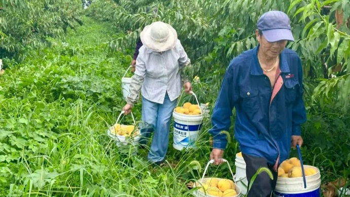 “白海豚”携风雨将至，松江田间地头上演抢收“加速度”