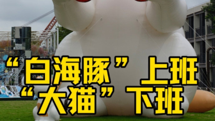 “白海豚”上班，“大猫”下班