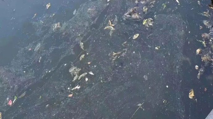 上海多个小区居民叹苦经：景观亮点变垃圾堆，臭气熏天，蚊虫大量滋生！