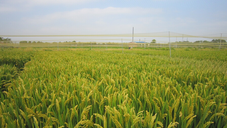大国“粮”策丨天太热水稻也受不了，上海科学家种的新品系却增加了20%产量