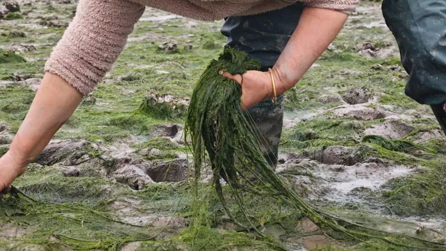 进入3月中旬,宁波不少地区的苔菜又到了采收的旺期,苔农们纷纷下滩"捡