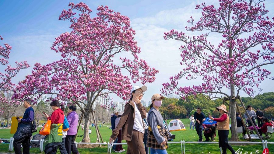 上海樱花观赏地