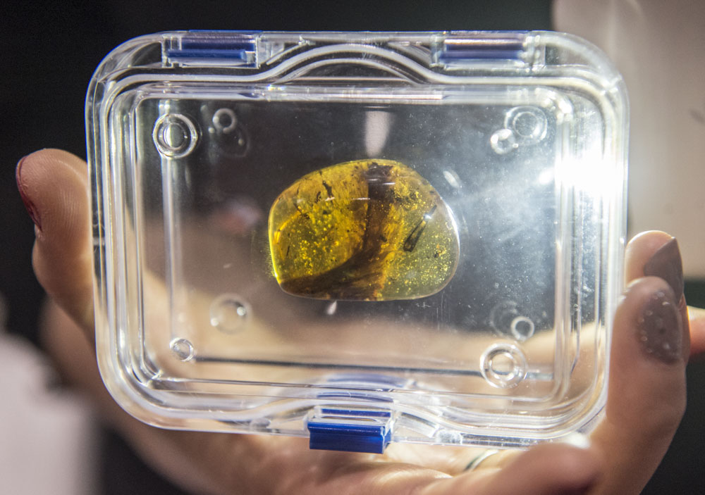 全球仅见恐龙琥珀标本现身上海自博馆