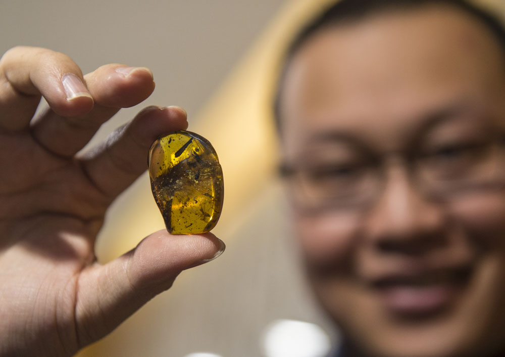 全球仅见恐龙琥珀标本现身上海自博馆