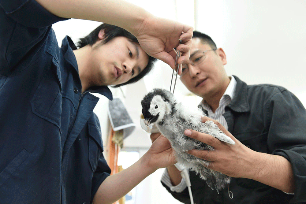 高清动图揭秘动物标本制作上海自博馆帝企鹅复活记