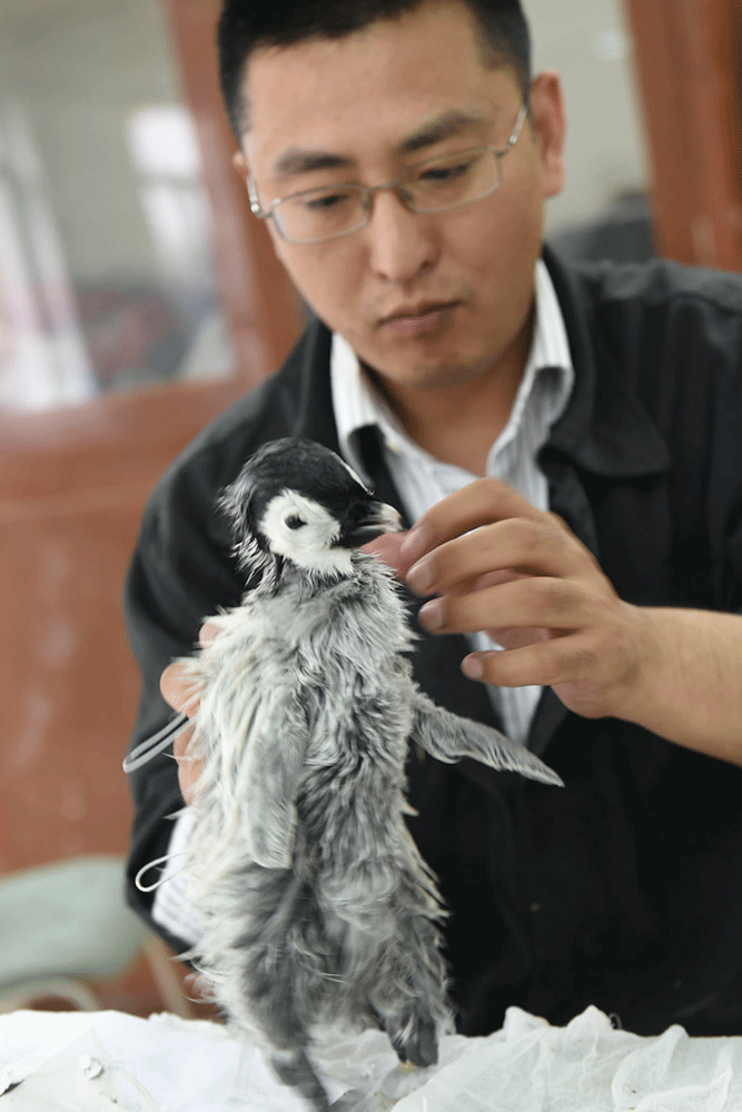 高清动图揭秘动物标本制作上海自博馆帝企鹅复活记