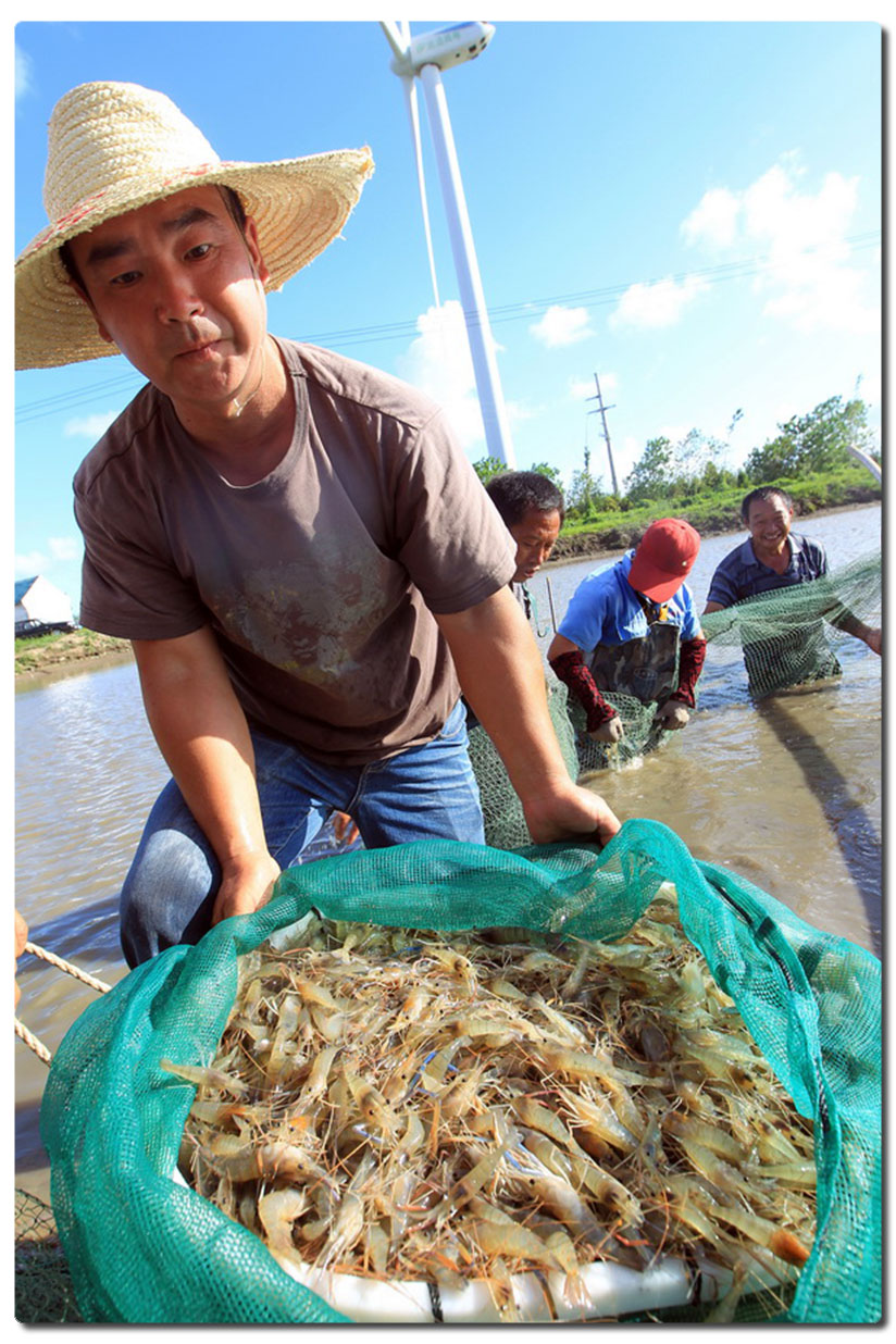 皆知鲜虾美谁识捕虾人