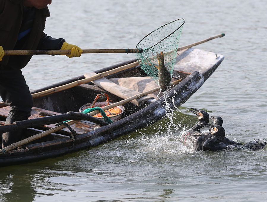 鸬鹚捕鱼,渔夫得利.