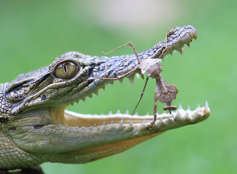 看世界感知天下巴基斯坦焚毁数吨毒品