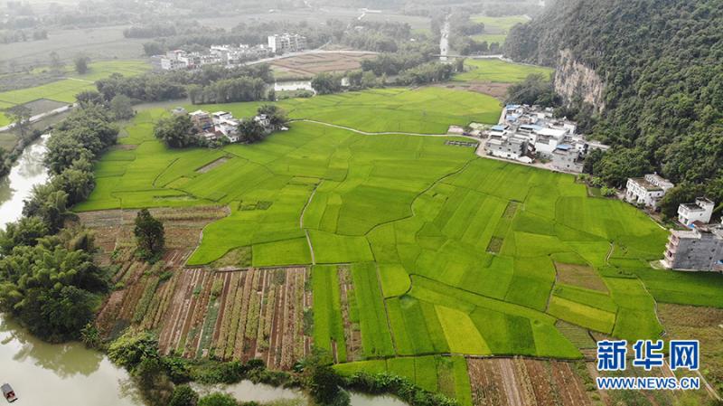广西大新县人口_广西大新县实验中学(2)