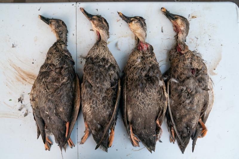 经初步尸体解剖判断,疑人为投毒所致,毒染源为药物"克百威".