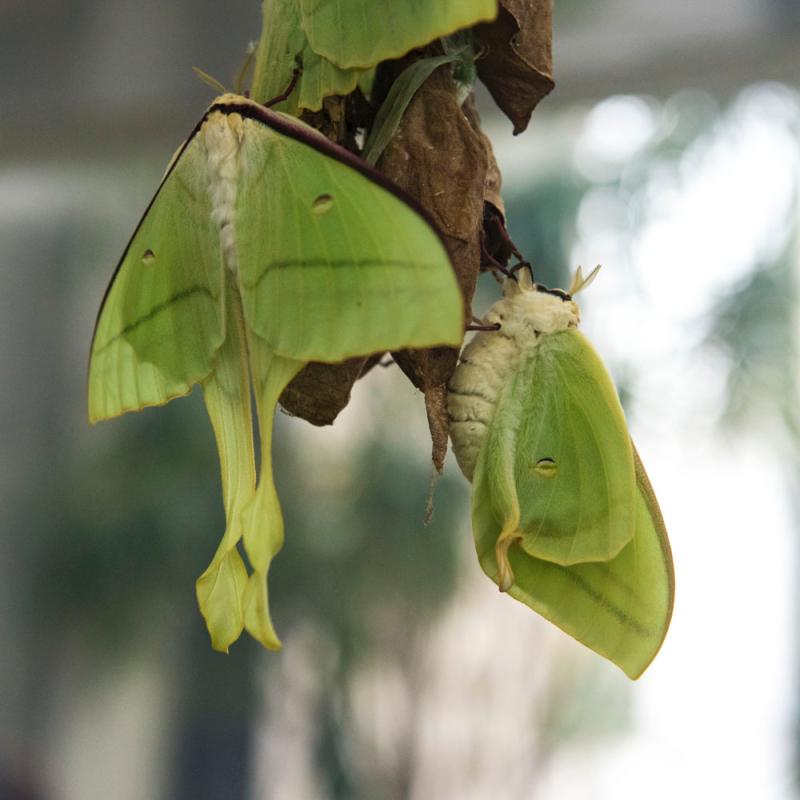 展翅的绿尾大蚕蛾是对人完全无害的美丽生灵.