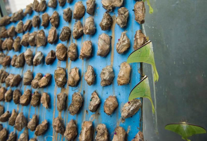 刚刚爬出茧子中的绿尾大蚕蛾是这样的.