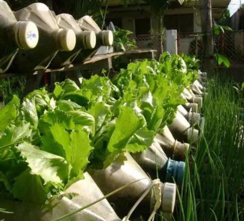 瓶子菜园这个社区的环保迷你种植方式有没有治愈你