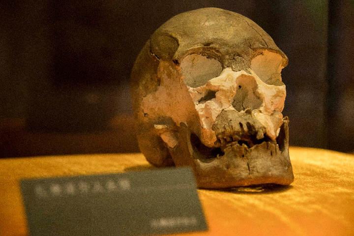 图为扎赉诺尔博物馆内展览的  扎赉诺尔人  头骨化石