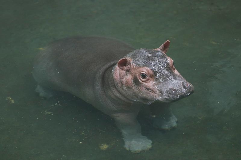 激萌上海动物园刚满月的河马宝宝等你来取名