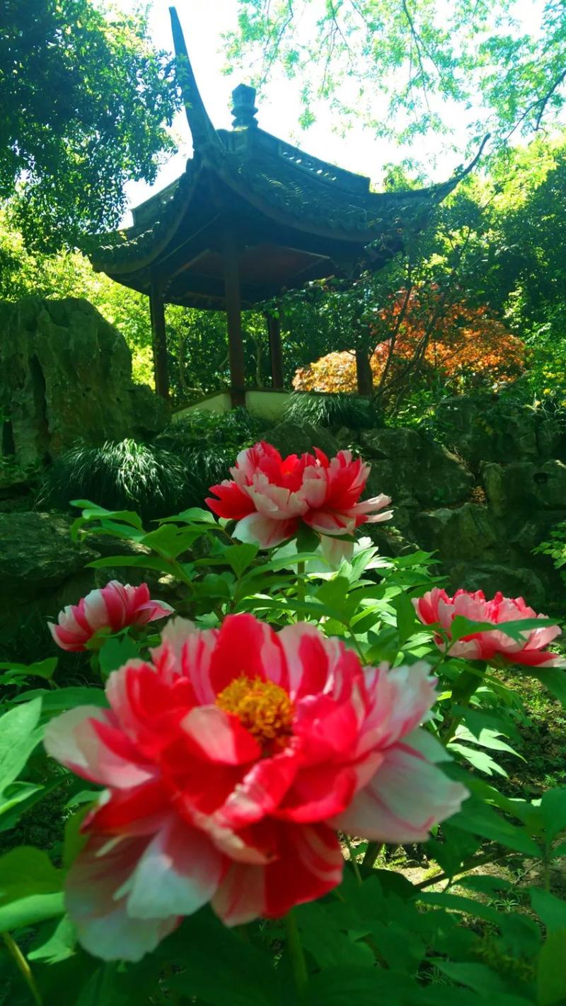 相约去赏牡丹吧!上海原来有这么多国色天香地