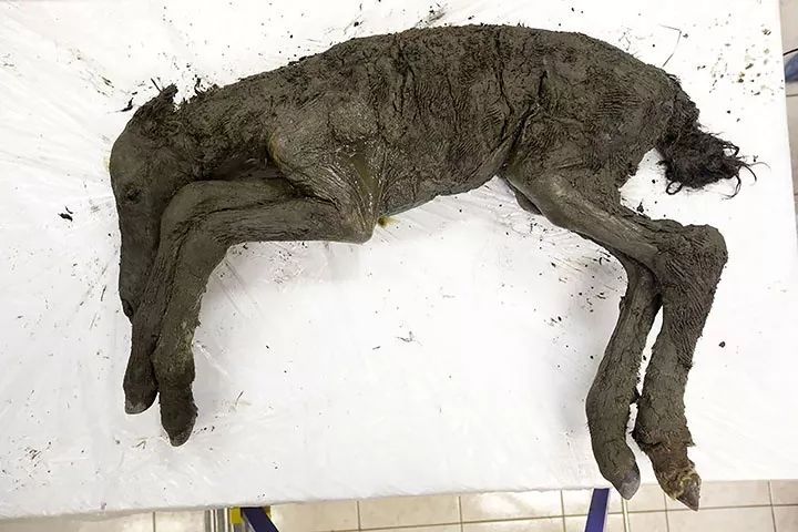 42000年前灭绝生物将被克隆?网友:潘多拉魔盒打开就难关上